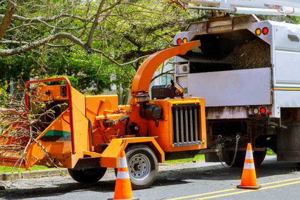 Professional Tree Removal and Landscaping Services in North Port, FL